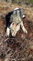 /album/saarloos-wolfdog-norway/a11059202-365962676930118-1057373259344180102-n-jpg/