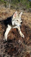 /album/saarloos-wolfdog-norway/a11071566-365962626930123-760265448734028535-n-jpg/