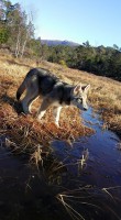 /album/saarloos-wolfdog-norway/a11071749-365962586930127-8956963874921123488-n-jpg/