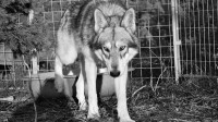 /album/saarloos-wolfdog-norway/a12002913-10156341730550179-1259996999704850440-n-jpg/